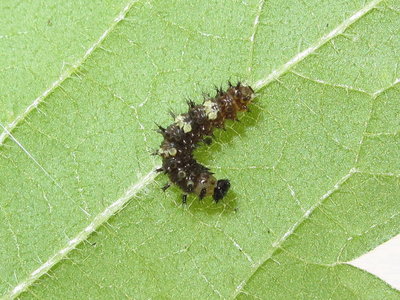Comma larva 2nd instar (pre-moult) - Crawley, Sussex 17-July-2017