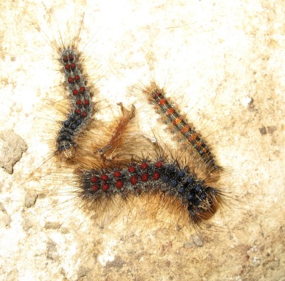 Gypsy Moth larvae - Crawley, Sussex 6-July-2024