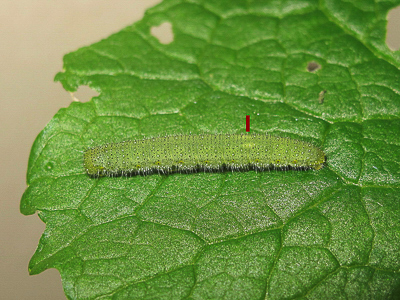 Green-veined White (5th instar) larva #1