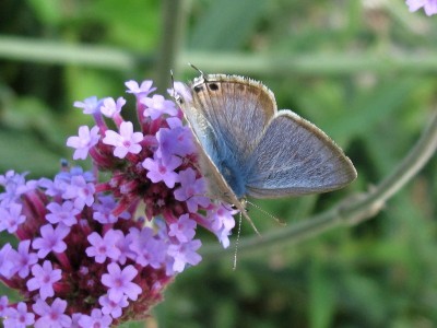 Long-tailed Blue - Lancing, Sussex 5-Oct-2023