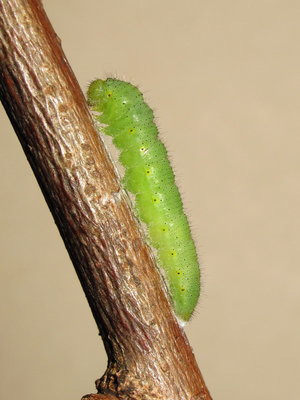 GVW larva preparing to pupate - Caterham, Surrey 1-Oct-2013
