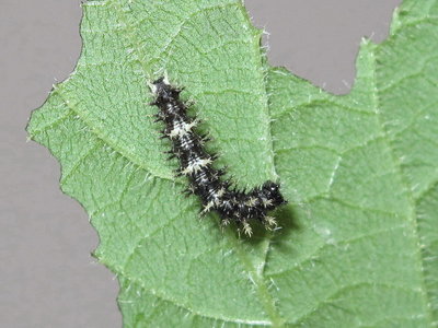 Comma larva 3rd instar - Crawley, Sussex 19-July-2017