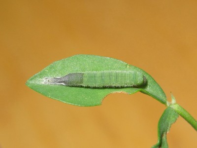 Clouded Yellow larva 3rd instar (moulting to 4th instar)  - Crawley, Sussex 29-Sept-2020