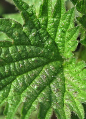 3 Red Admiral ova - Caterham, Surrey 20-March-2012