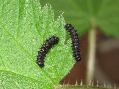 Painted Lady larvae 3rd instar (dark) - Crawley, Sussex 10-April-2018