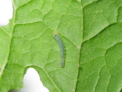 GVW second instar larva - Crawley, Sussex 11-May-2015