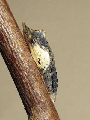 GVW pupa (2 hours before emergence) 19-April-2014