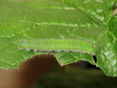 GVW fifth instar larva - Crawley, Sussex 22-Sept-2023
