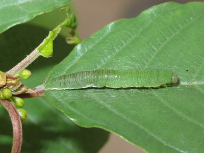 Brimstone larva 5th instar (emerging from moult) - Crawley, Sussex 14-June-2018