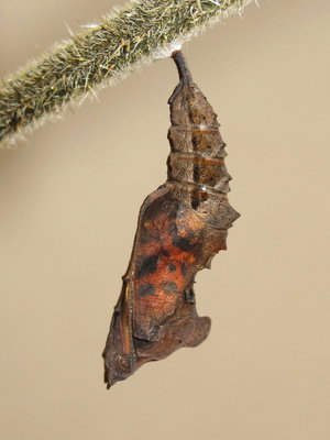 Comma pupa (pupal case splitting) - Caterham, Surrey 4-Oct-2012