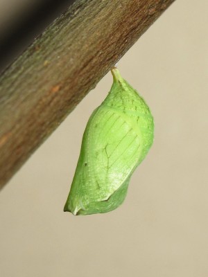 Speckled Wood pupa (3 days before emergence) - Crawley, Sussex 26-July-2014