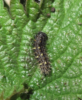 Red Admiral 4th instar - Lancing, Sussex 17-Feb-2019