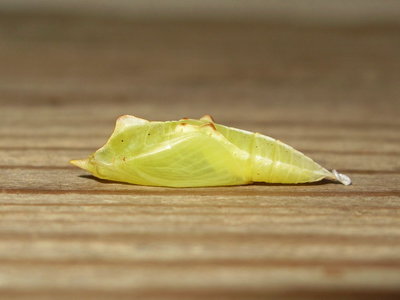 GVW pupa (soft form) 3 days old - Crawley, Sussex 29-May-2017