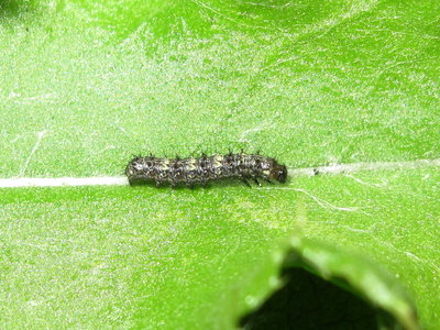 Painted Lady larva 2nd instar (preparing to moult) - Crawley, Sussex 15-Aug-2019