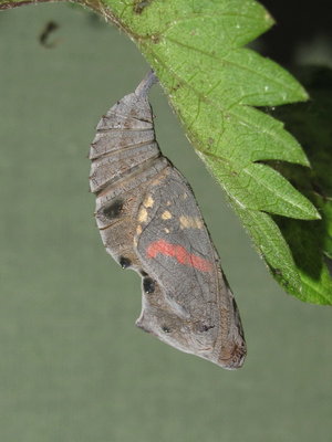 Red Admiral pupa (3 minutes before emergence), Caterham, Surrey 16-July-2011