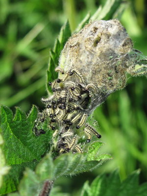 Small Tortoiseshell 3rd instar larvae (pale form) - Coulsdon, Surrey 4-June-2013