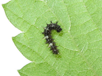 Comma larva 2nd instar - Crawley, Sussex 16-July-2017