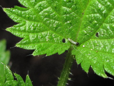 Red Admiral 1st instar larva - Crawley, Sussex 7-Mar-2018