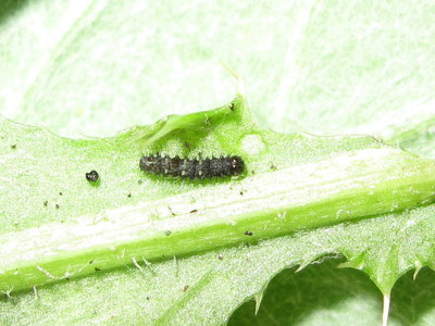 Painted Lady larva 2nd instar (post moult) - Lancing, Sussex 20-July-2019
