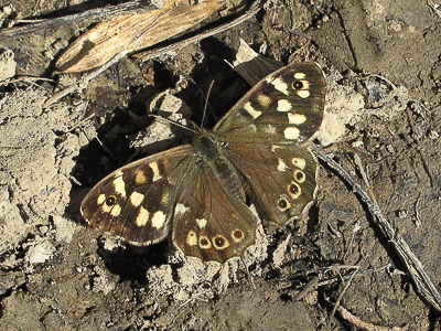 Speckled Wood - Crawley, Sussex 22-March-2016
