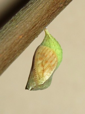 Speckled Wood pupa (24 hours before emergence) - Crawley, Sussex 28-July-2014