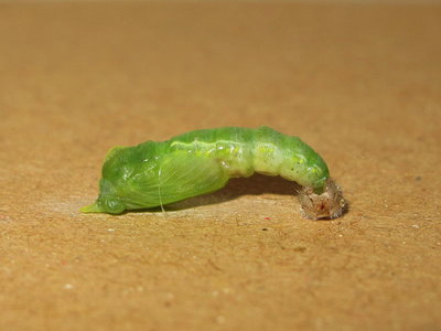 Small White pupa discarding larval skin - Caterham, Surrey 2-Nov-2013
