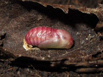 Brown Hairstreak pupa (L2) freshly pupated (53 days after hatching from egg)