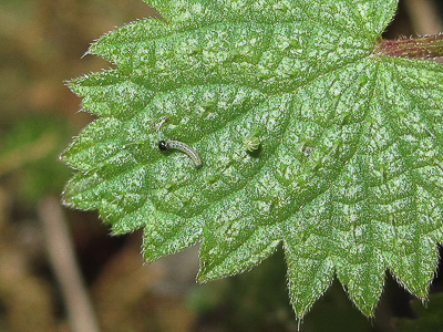 Red Admiral 1st instar larva (A) and un-hatched egg - Crawley, Sussex 9-Dec-2017