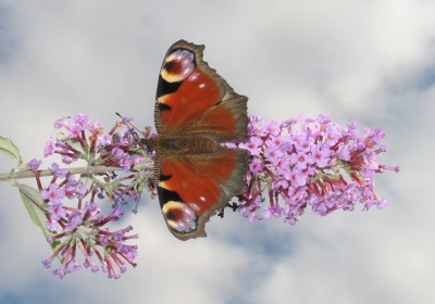 Peacock - Lancing, Sussex 13-October-2021