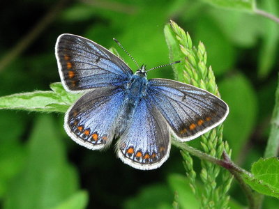 Common Blue female - Chaldon, Surrey 2-June-2012
