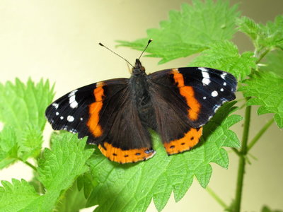 Red Admiral (newly emerged) - Crawley, Sussex 22-Apr-2018