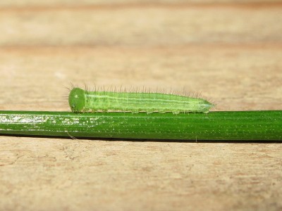 Speckled Wood larva (fresh third instar) - Crawley, Sussex 10-June-2014