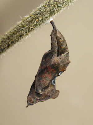 Comma pupa (22 hours before emergence) - Caterham, Surrey 3-Oct-2012