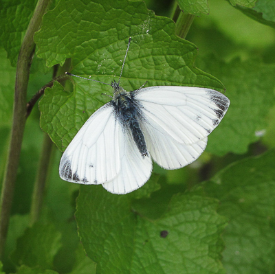 Green-veined White male #1