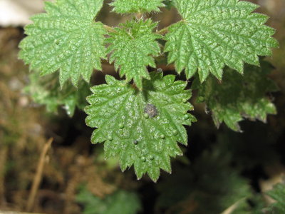 14 Red Admiral eggs - Crawley, Sussex 26-Nov-2017