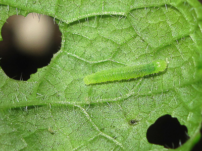 Small White larva (post-moult 3rd instar) - Crawley, Sussex 13-Sept-2016