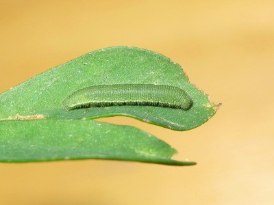 Clouded Yellow larva 3rd instar  - Crawley, Sussex 24-Sept-2020