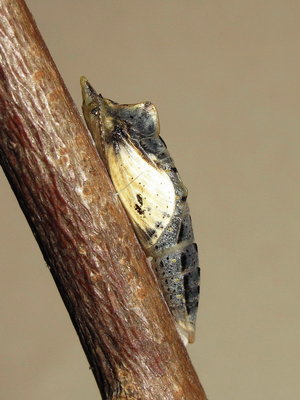 GVW pupa (10 minutes before emergence) 19-April-2014