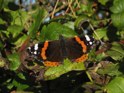 Red Admiral - Mill Hill, Sussex 2-Nov-2018