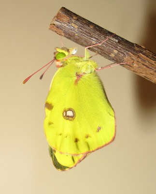 Clouded Yellow male (inflating wings) - Crawley, Sussex 30-Oct-2020