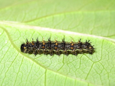 Painted Lady larva 4th instar (coloured form) - Crawley, Sussex 22-Aug-2019