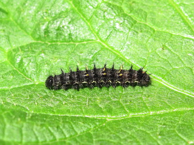 Painted Lady larva 4th instar - Crawley, Sussex 16-April-2018