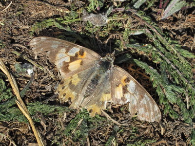 Painted Lady (female) - Lancing, Sussex 8-Sept-2019