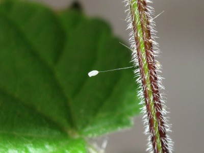 Lacewing egg - Crawley, Sussex 23-July-2022