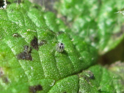 Red Admiral ovum preparing to hatch - Crawley, Sussex 30-Jan-2018