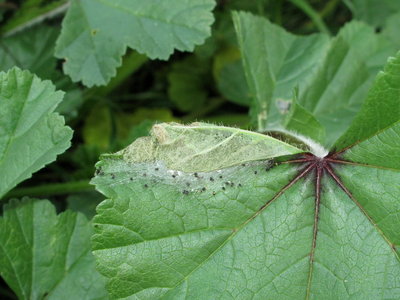 Painted Lady larval shelter (3rd instar) on Mallow - Lancing, Sussex 7-Sept-2019
