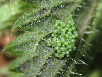 Small Tortoiseshell eggs - Crawley, Sussex 30-March-2017