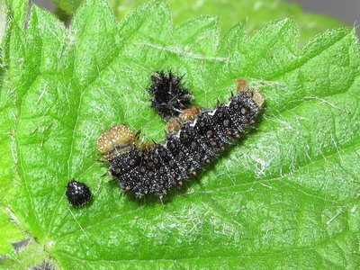 Red Admiral larva (freshly moulted 5th instar) - Crawley, Sussex 31-July-2017 (L1)