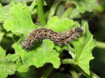 Painted Lady larva 5th instar -Lancing, Sussex 19-Oct-2019