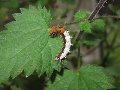 Comma larva camouflage - Caterham, Surrey 30-August-2012